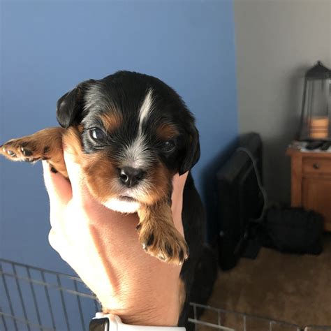 If you are unable to find your Morkie puppy in our Puppy <strong>for Sale</strong> or Dog <strong>for Sale</strong> sections, please consider looking. . Puppies for sale des moines iowa